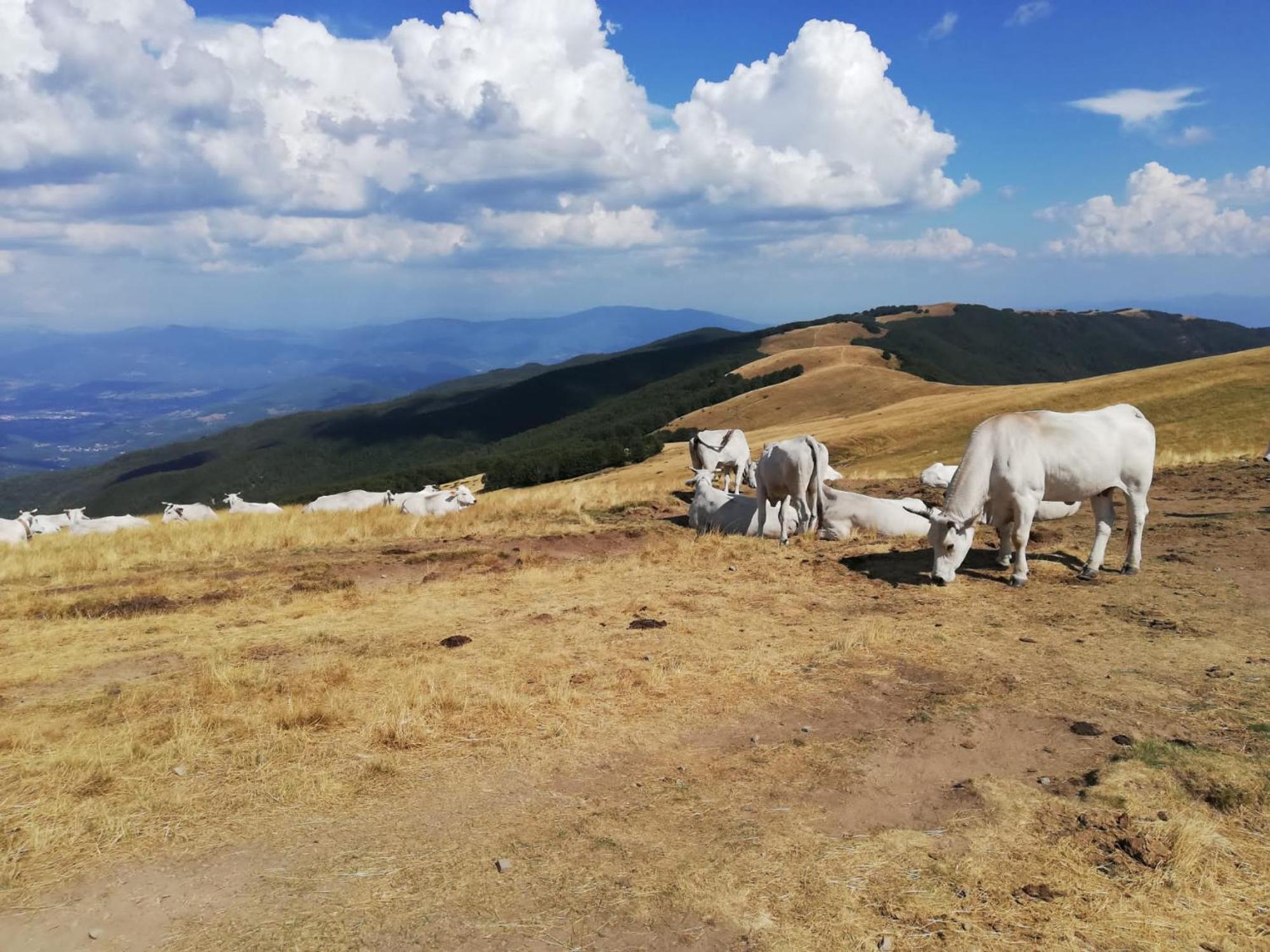 Cetica Il Rifugio Di Valeヴィラ エクステリア 写真